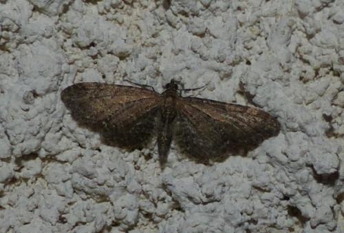 Eupithecia sp.
